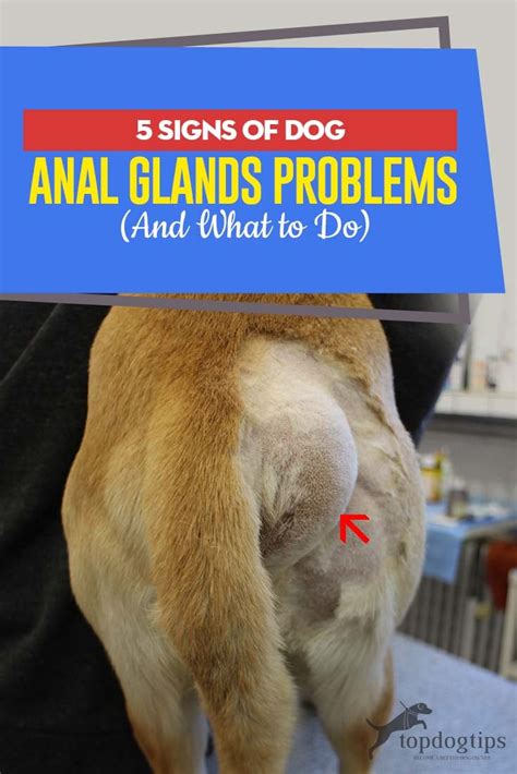 Yellow Discharge from Dogs Anus: Causes & Treatments